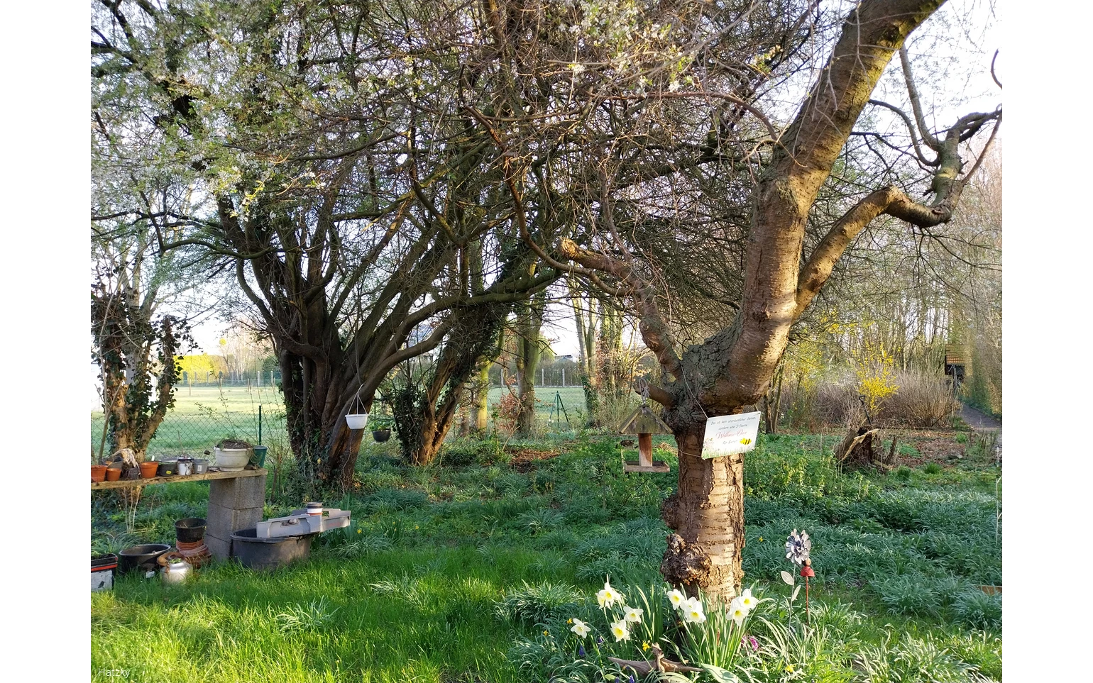 Foto mit zwei Bäumen und Wiese Foto: Hatzky