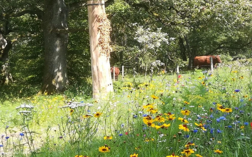 Zeidlerei im Bibertal