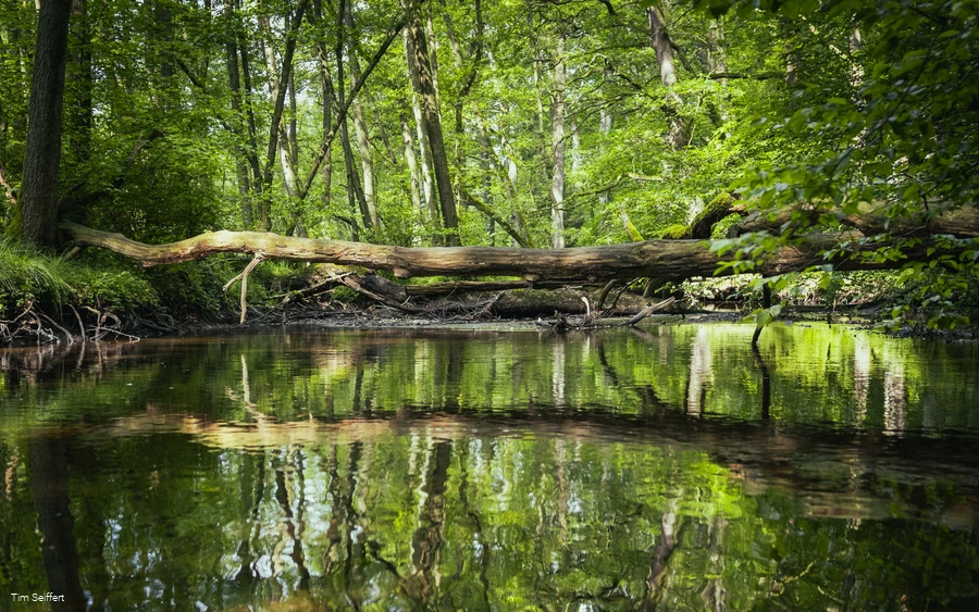 Bauch mit Holzstamm und Spiegelung (c) Tim Seiffert