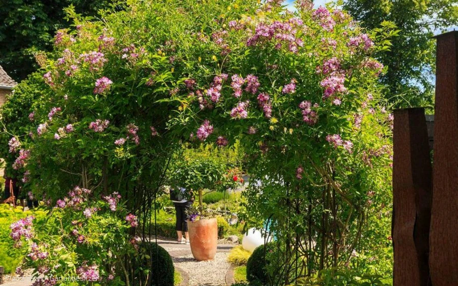 Gartenoa(h)se Franzmann