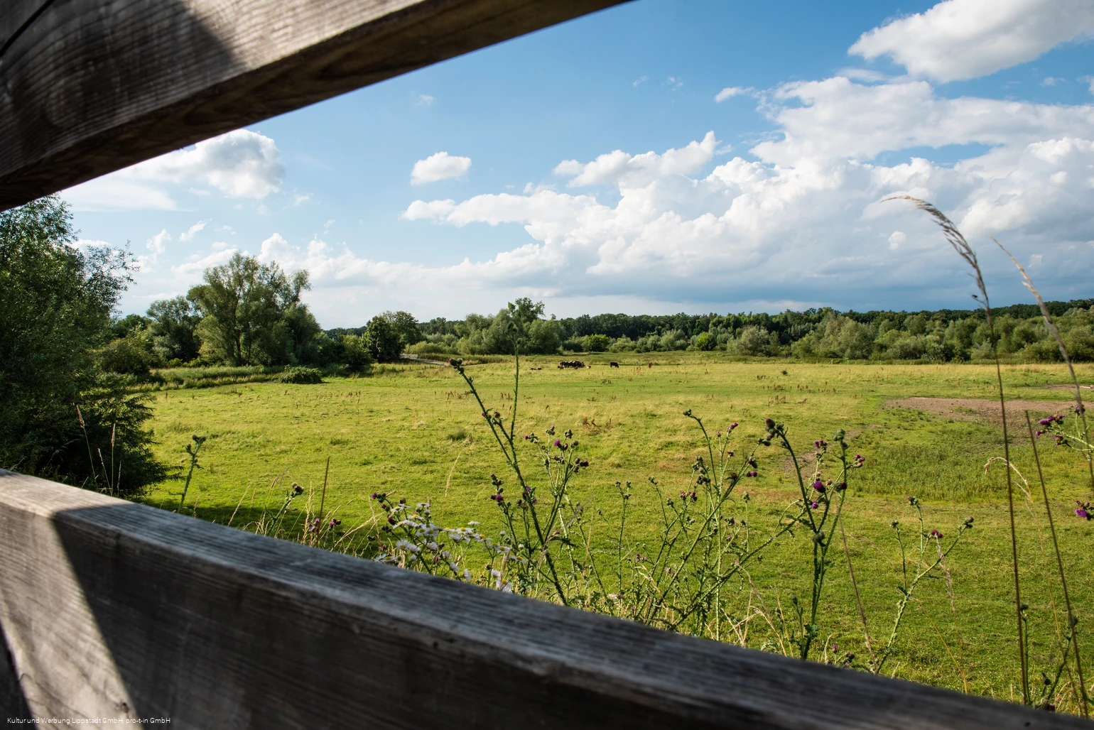 Lippeauen_Hellinghauser_Mersch_Beobachtungspunkt_Hellinghäuser_Weg_4395.jpg