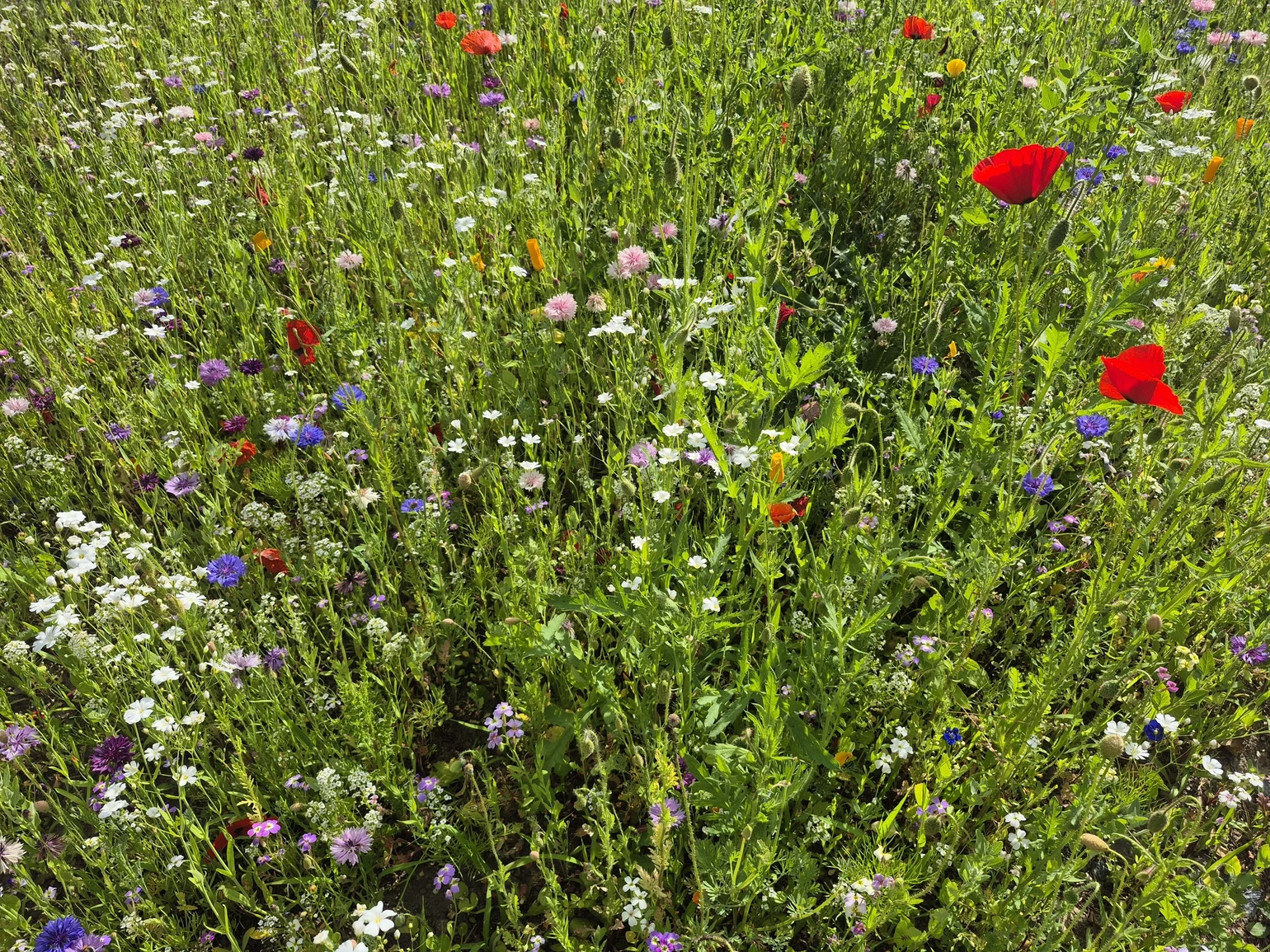 1750347822500.jpg 1750347822500.jpg